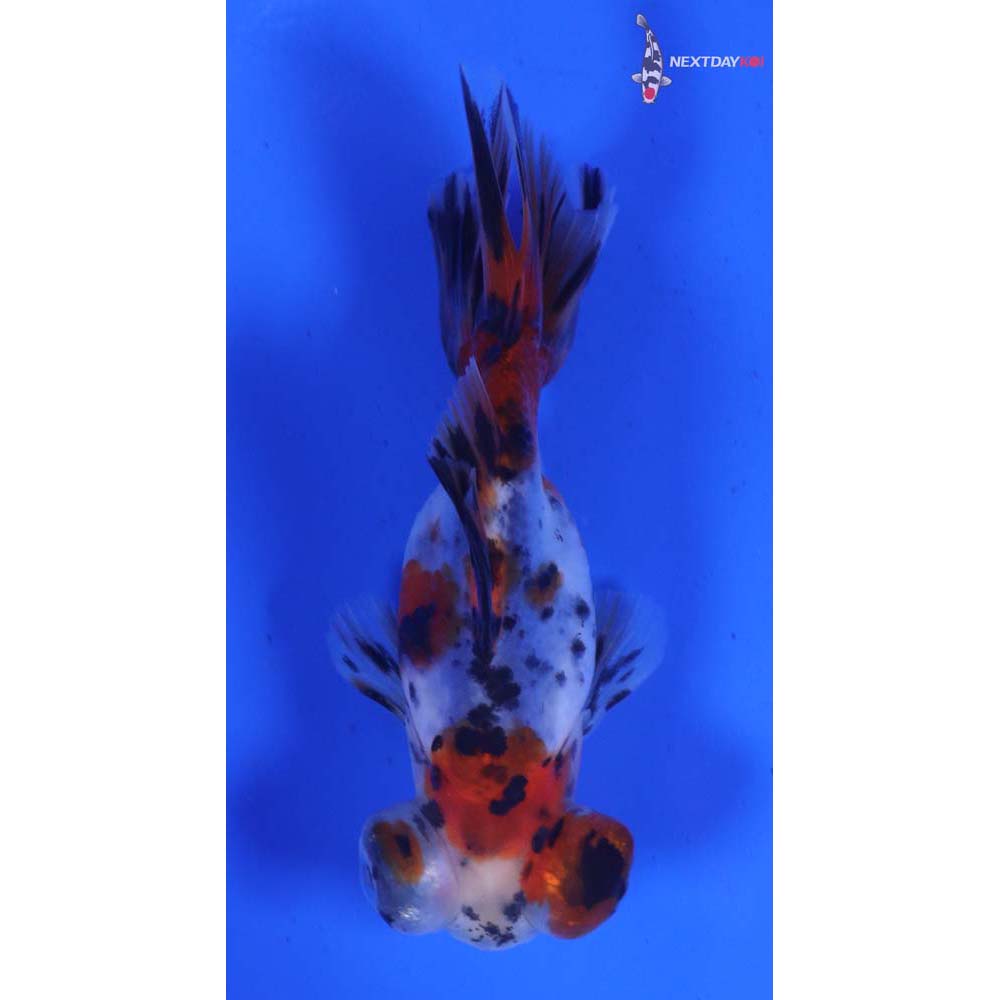 3.5” Imported Calico Telescope Fantail