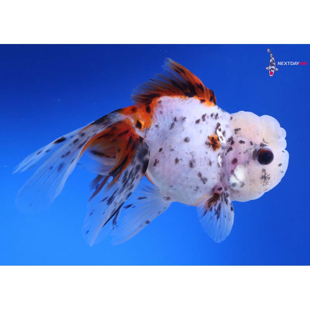 5” Imported Calico Oranda