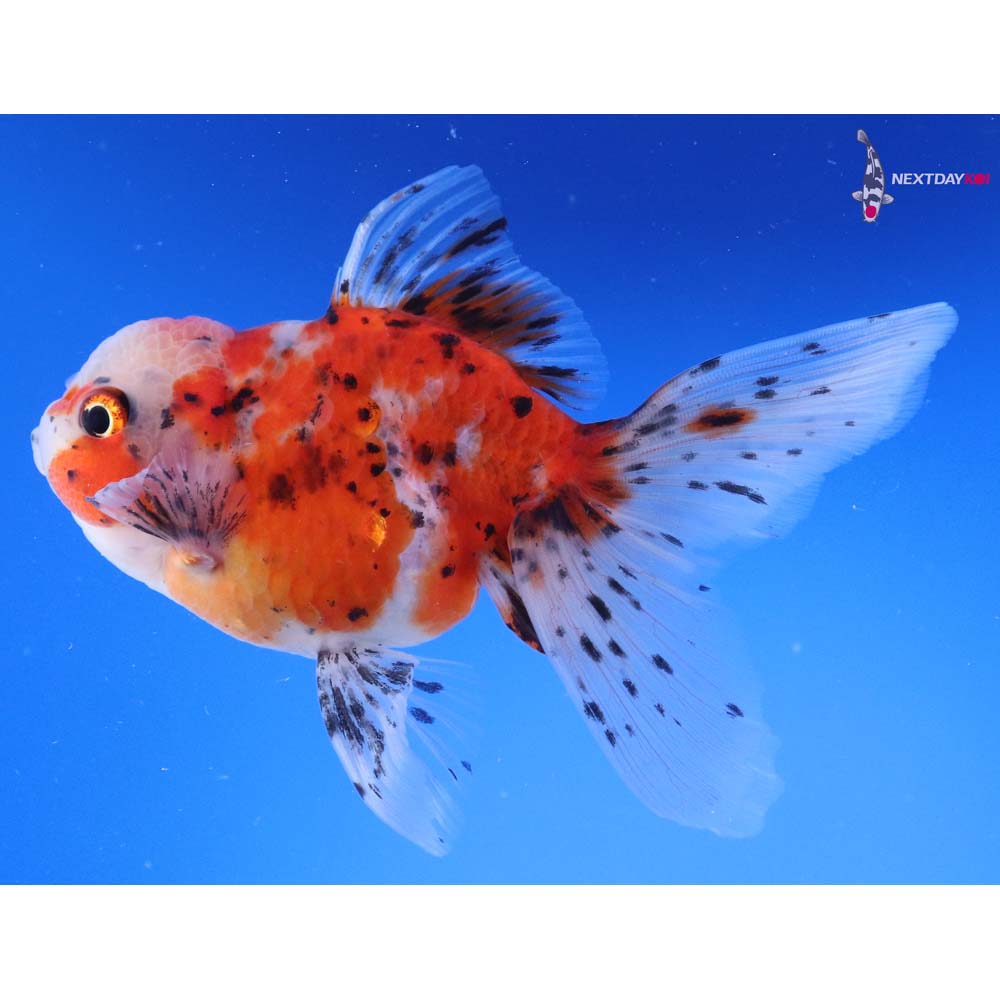 5” Imported Calico Oranda