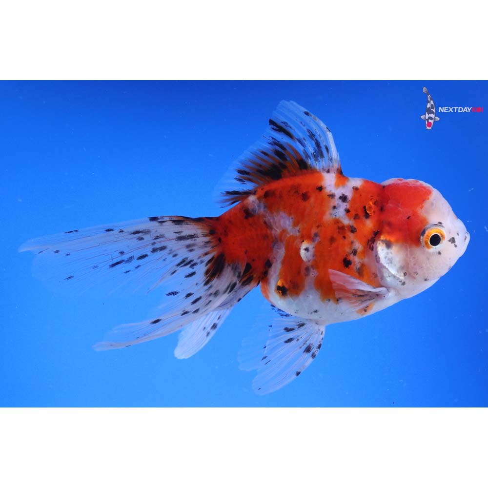 5” Imported Calico Oranda