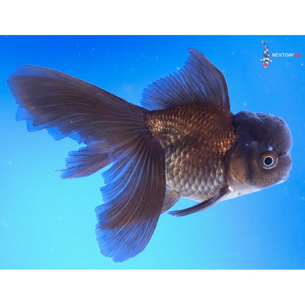 5” Imported Black Oranda