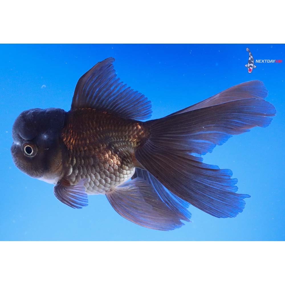 5” Imported Black Oranda