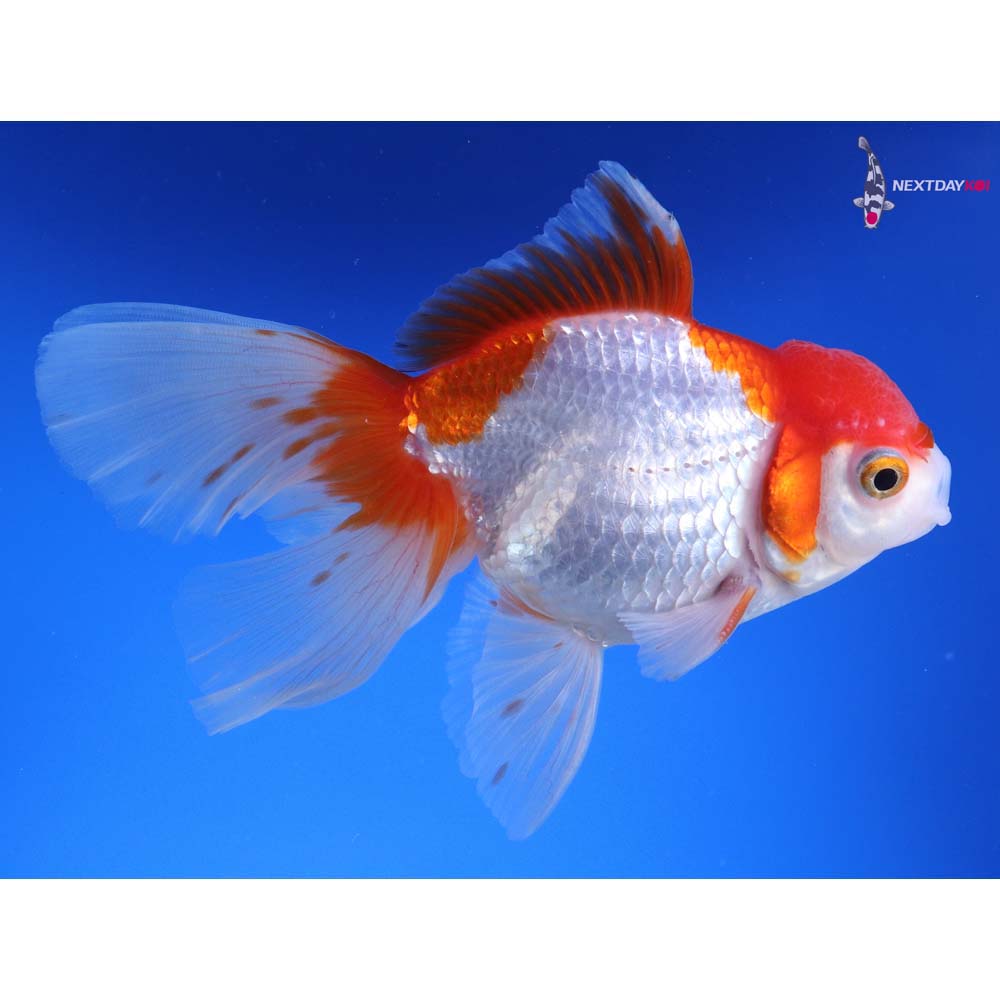 5” Imported Red and White Oranda