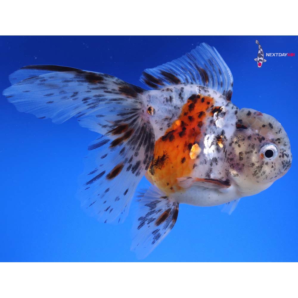 5.5” Imported Calico Oranda