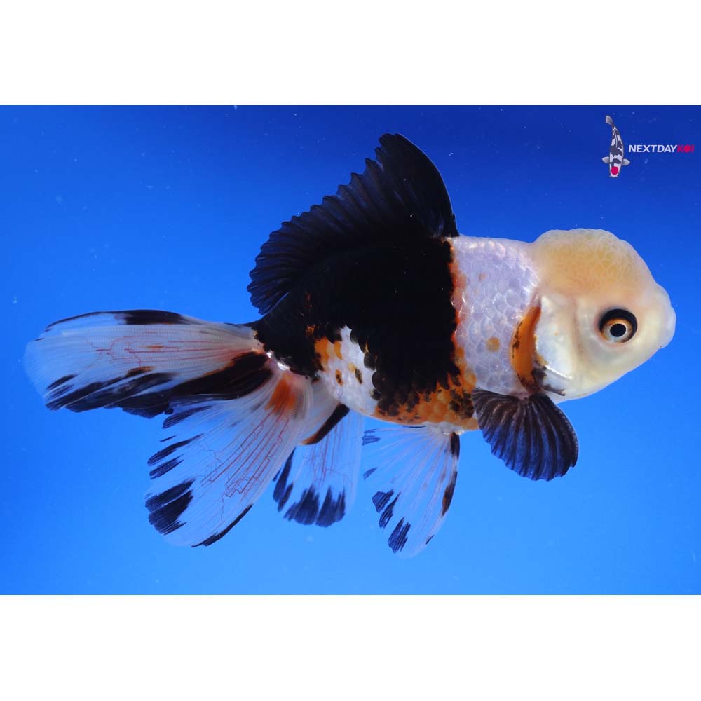 5.5” Imported Tri Color Oranda