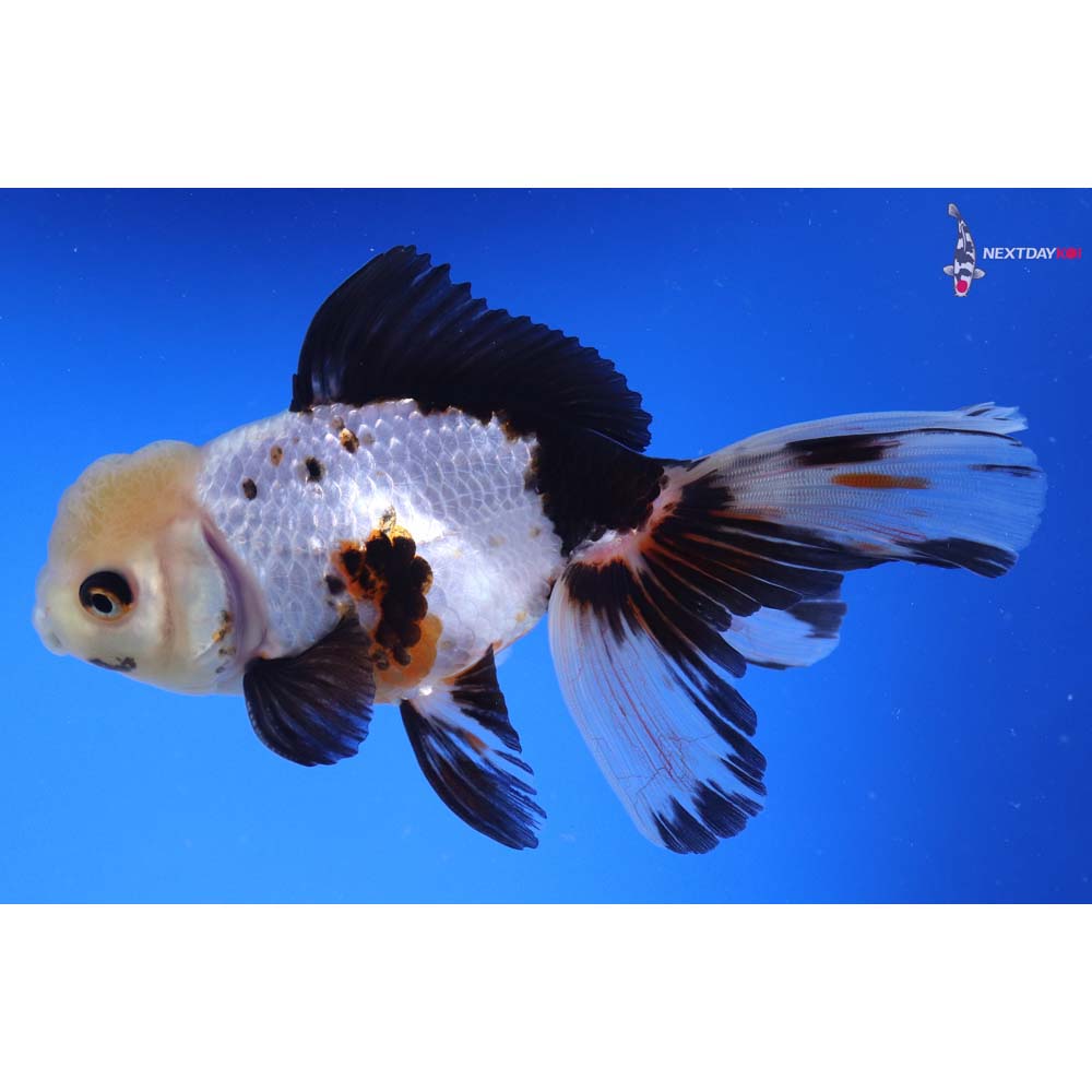 5.5” Imported Tri Color Oranda
