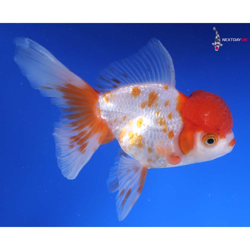 5.5” Imported Red and White Oranda