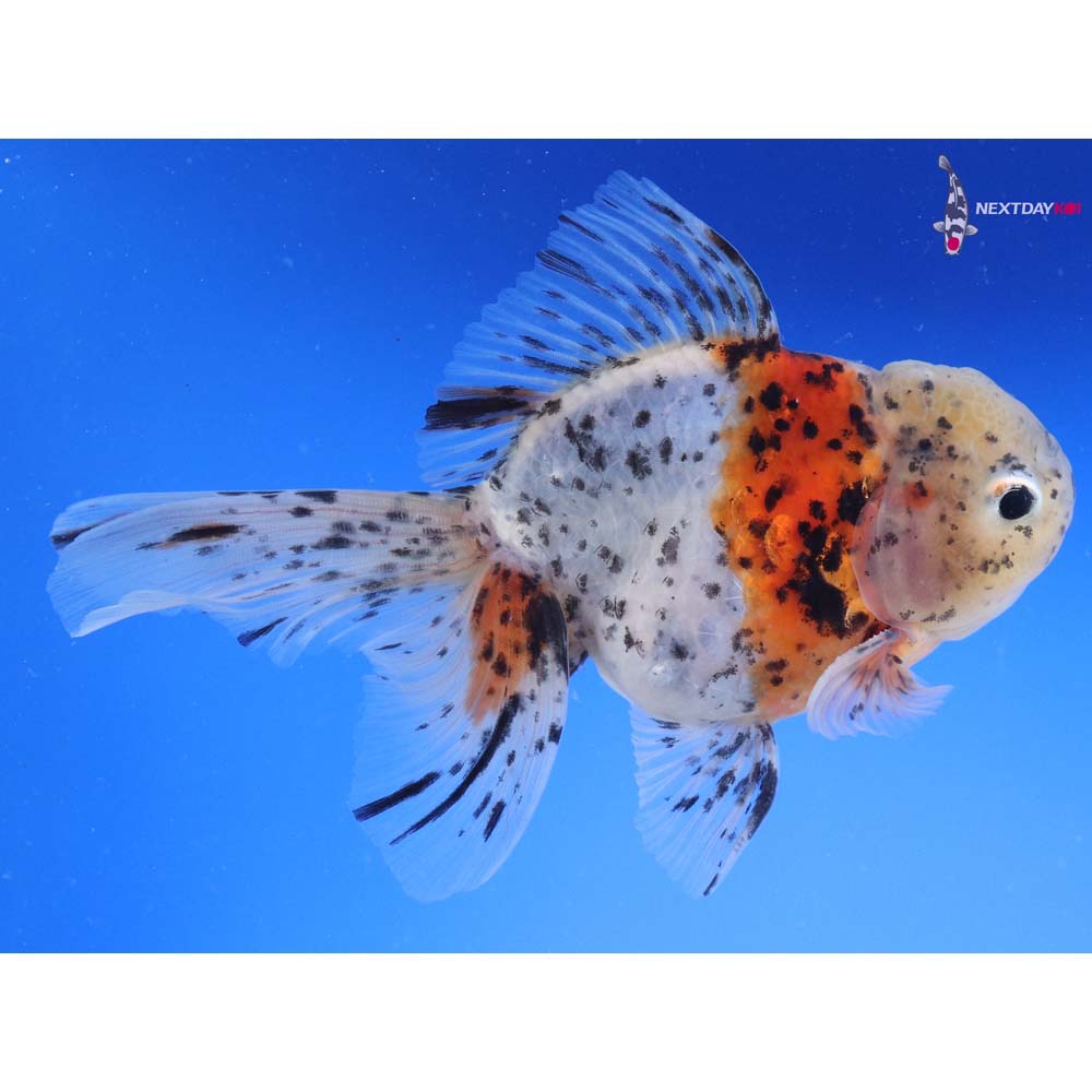 5.5” Imported Calico Oranda