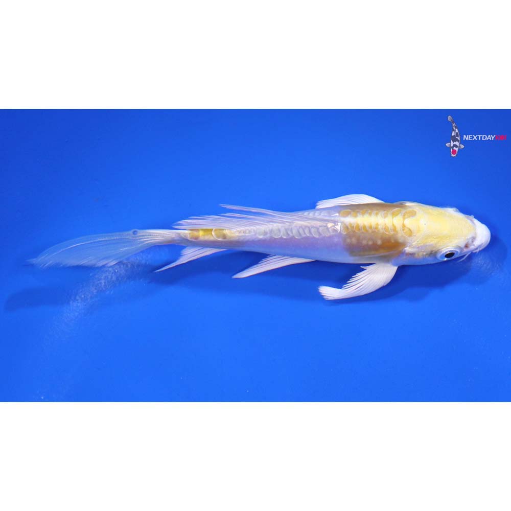 4.5” Imported Doitsu Lemon Hariwake Butterfly Koi