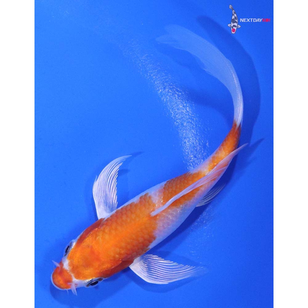4.5” Imported Hariwake Butterfly Koi
