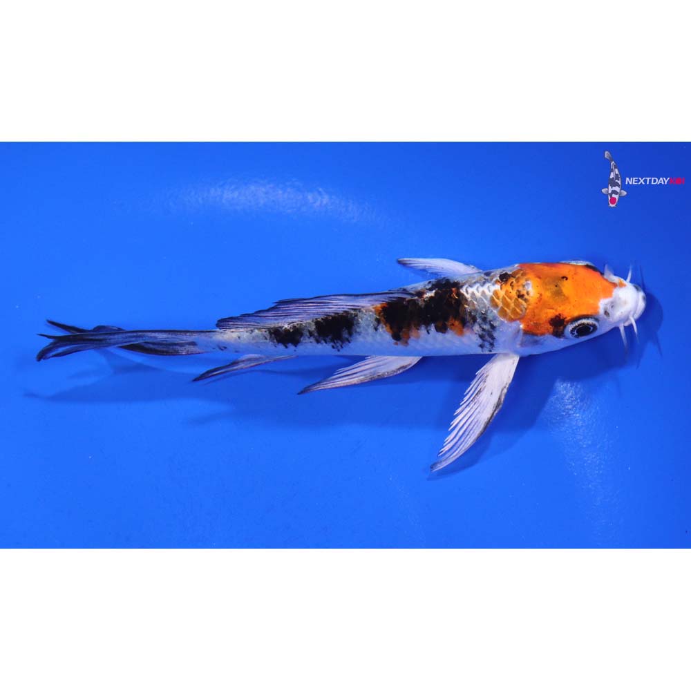 4.5” Imported Yamato Nishiki Butterfly Koi