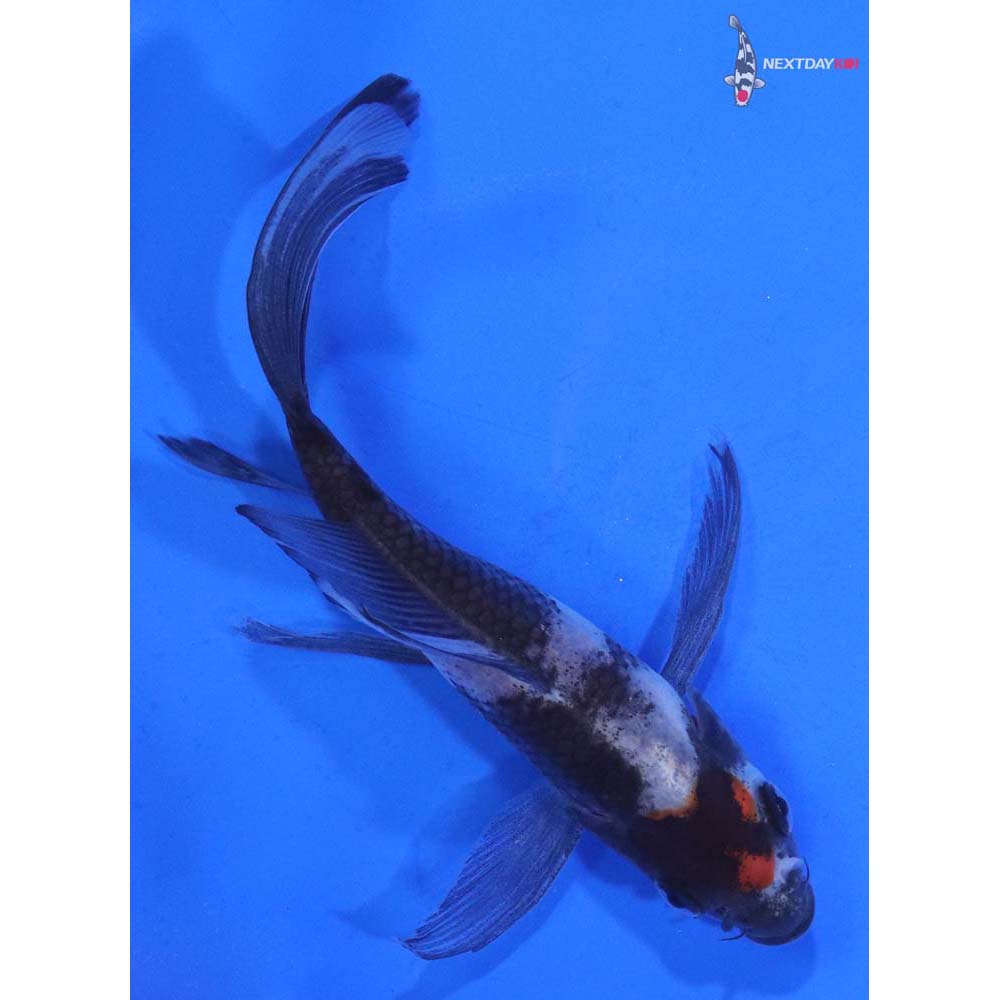 4.5” Imported Showa Butterfly Koi
