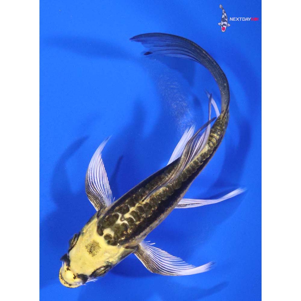 5” Imported Kin Kikokuryu Butterfly Koi