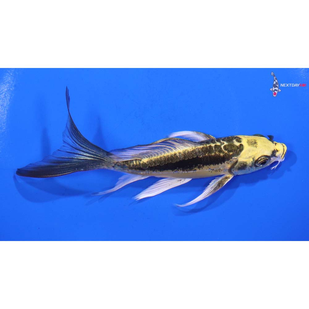 5” Imported Kin Kikokuryu Butterfly Koi