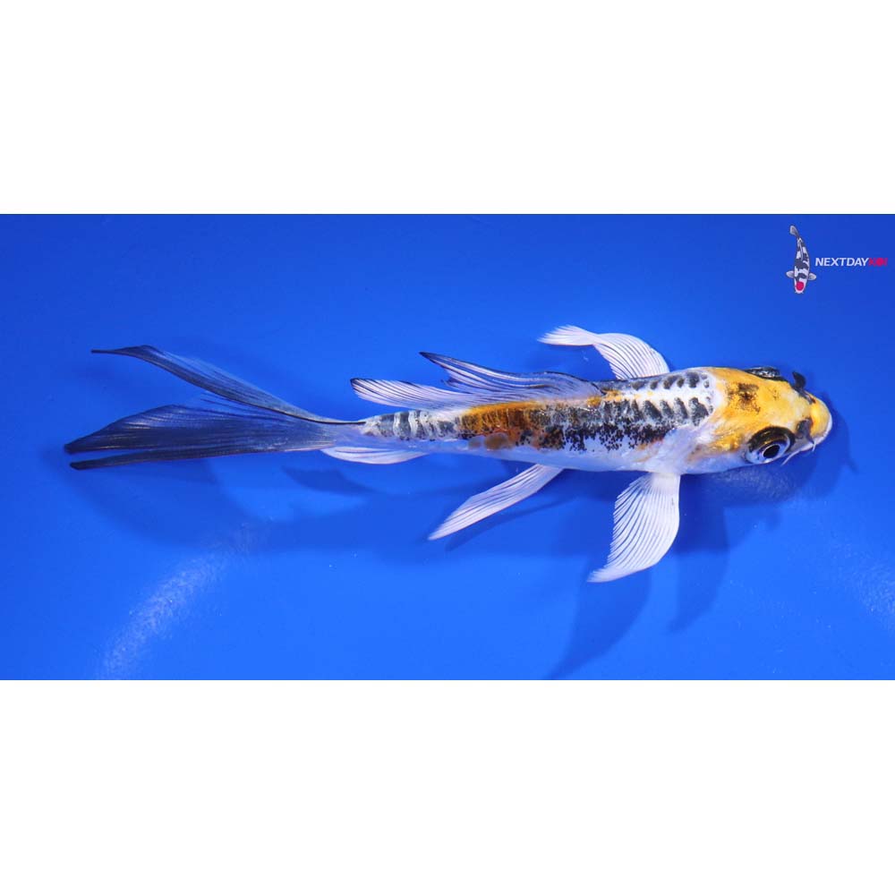 5” Imported Kin Kikokuryu Butterfly Koi
