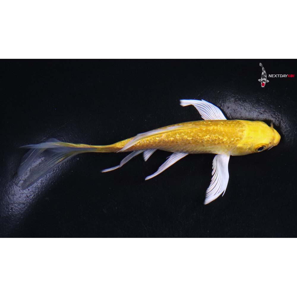 5” Imported Gin Rin Yamabuki Ogon Butterfly Koi