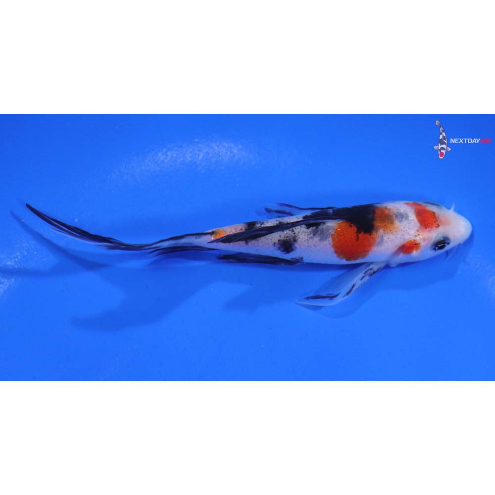 4” Imported Sanke Butterfly Koi