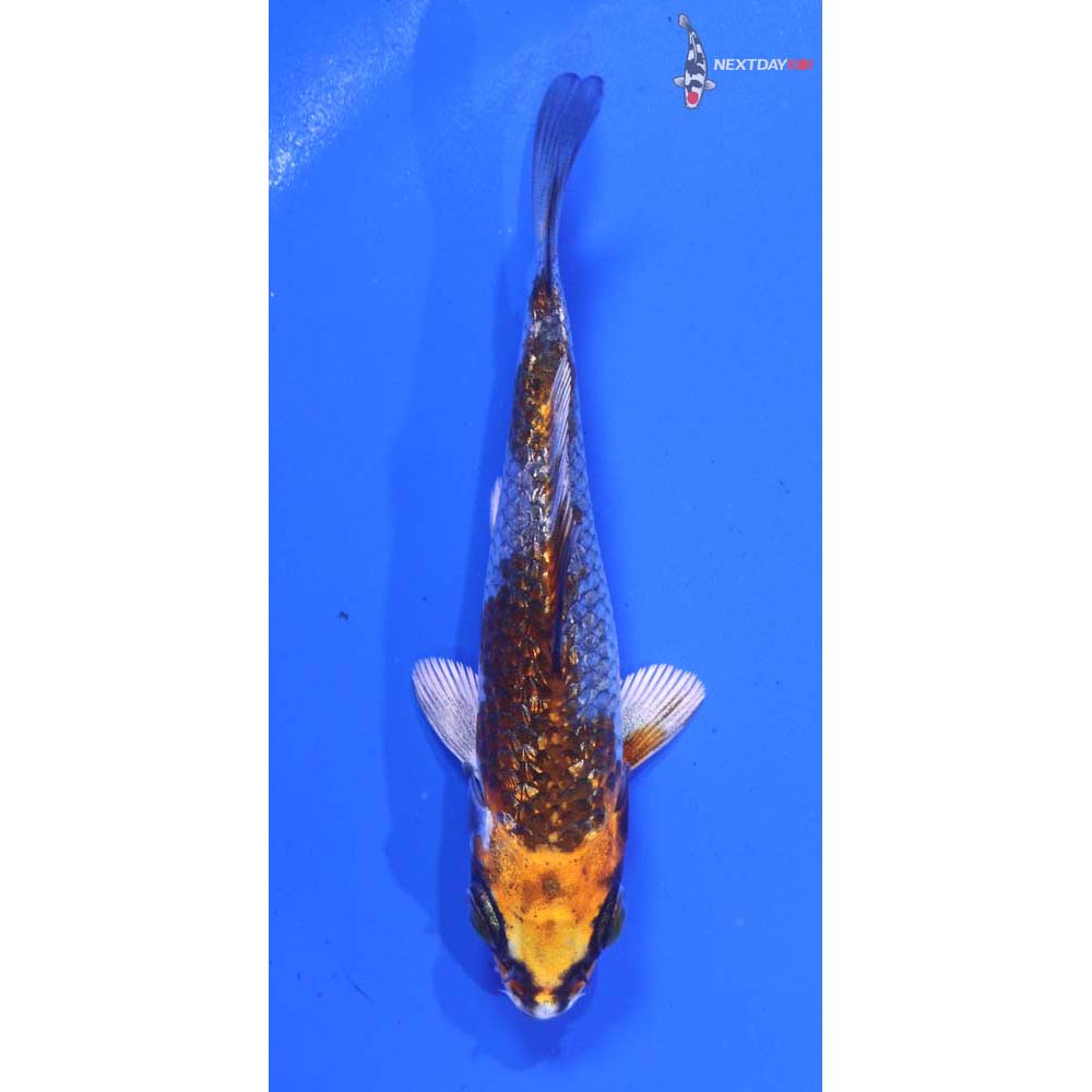 4” Imported Gin Rin Kujaku