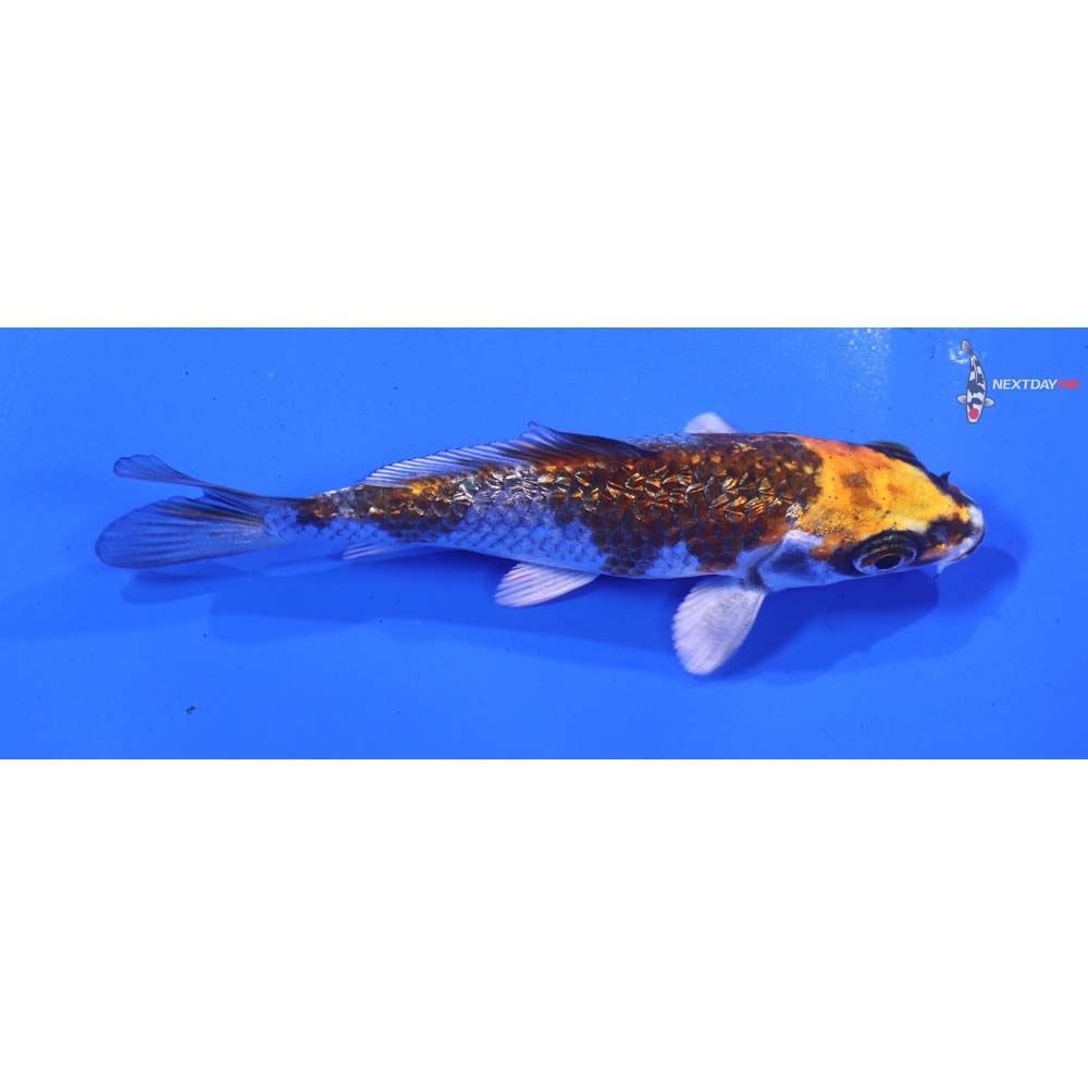 4” Imported Gin Rin Kujaku