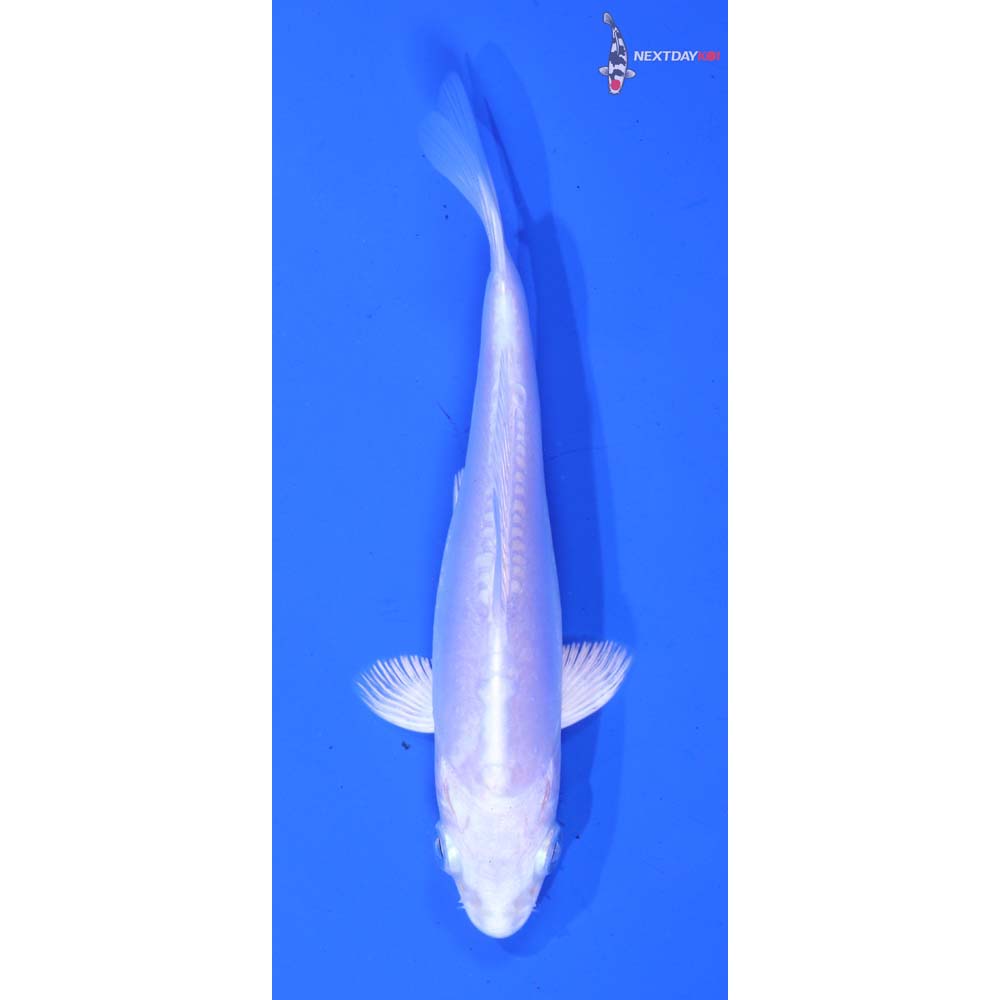 4” Imported Doitsu Platinum Ogon