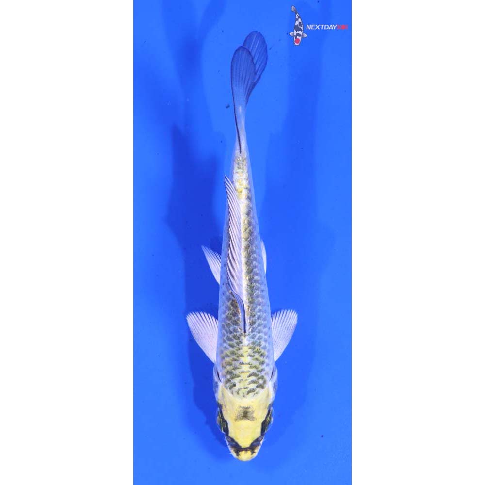 4” Imported Kujaku