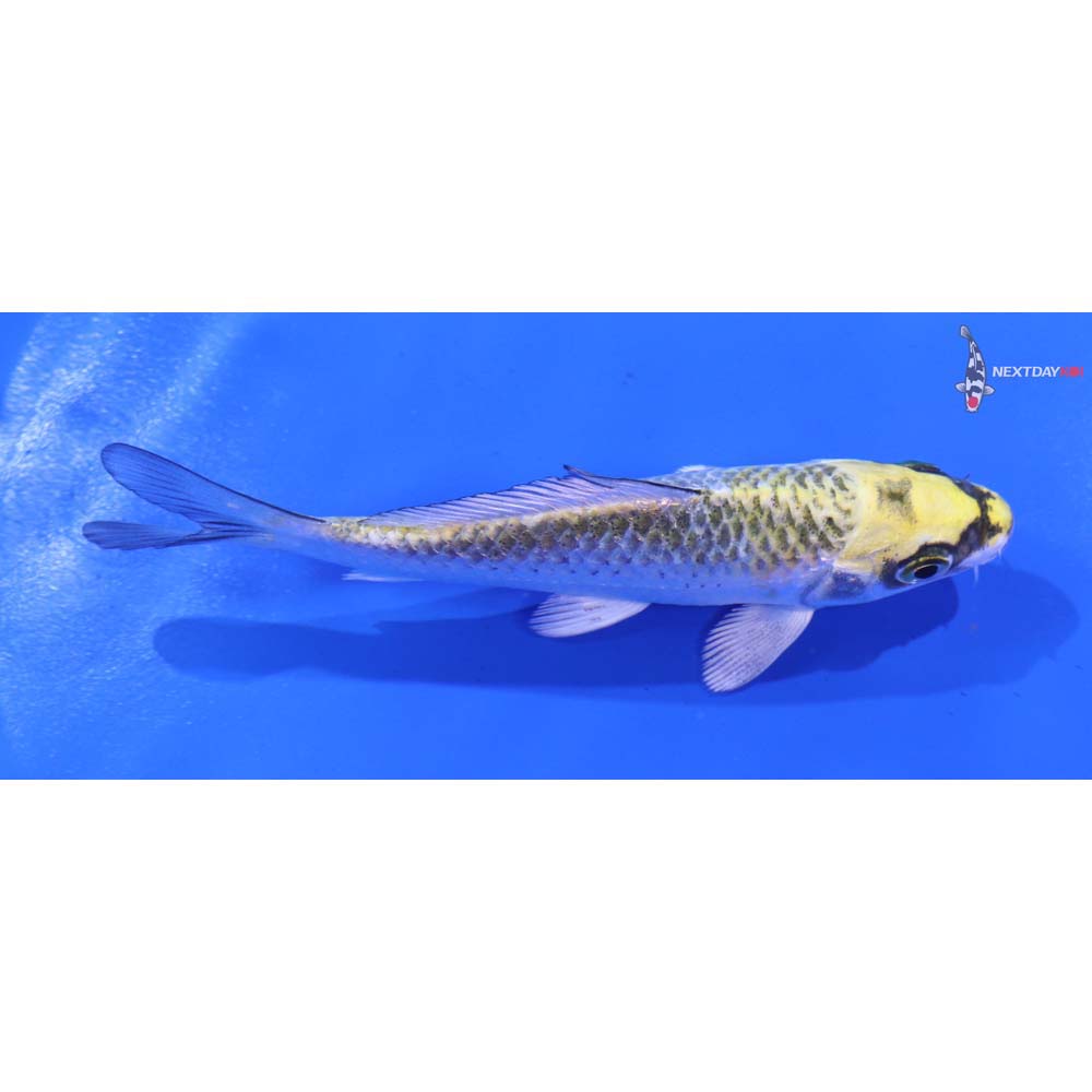 4” Imported Kujaku