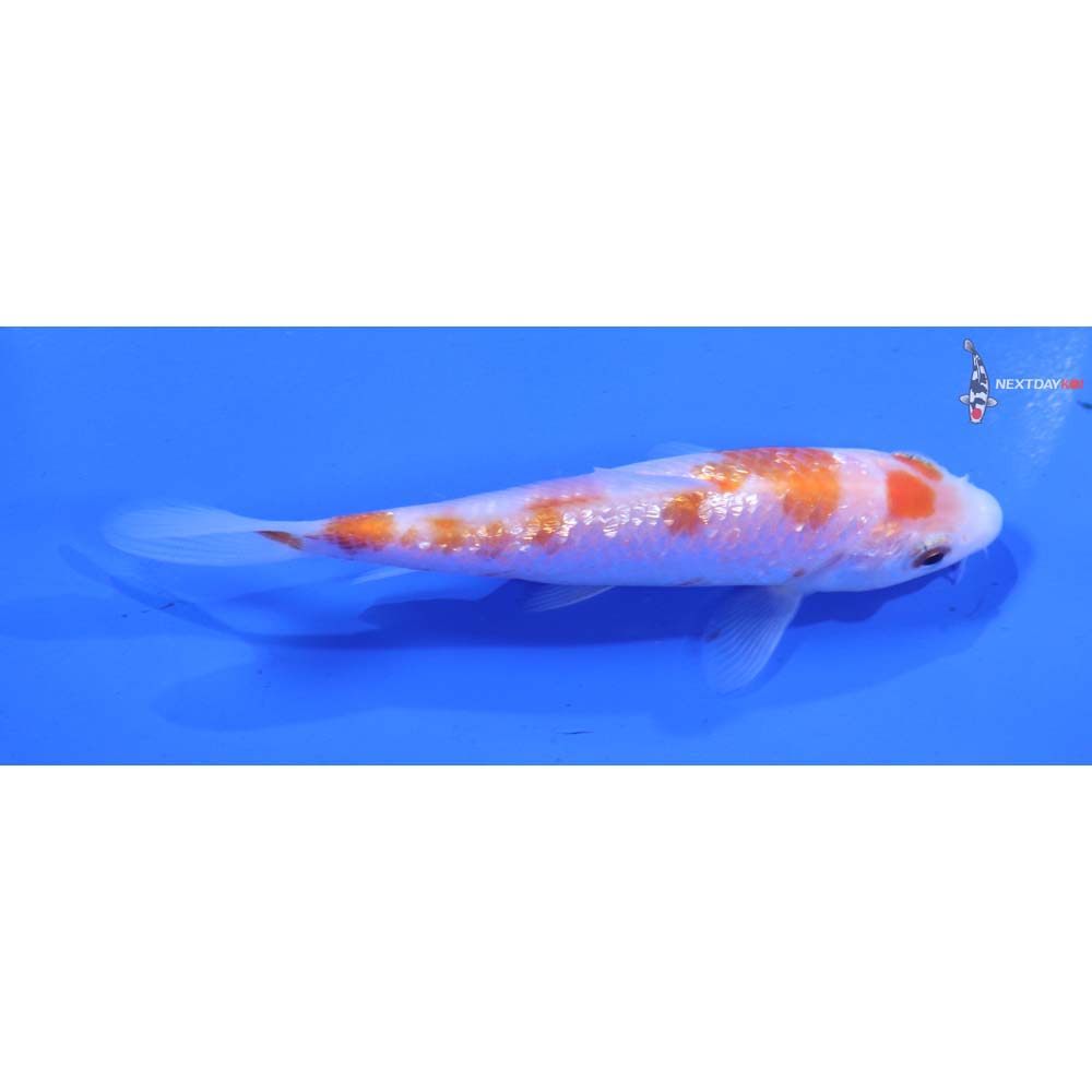 4.5” Imported Gin Rin Kohaku