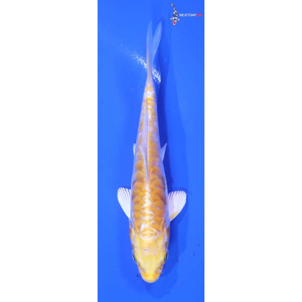 4” Imported Doitsu Lemon Hariwake