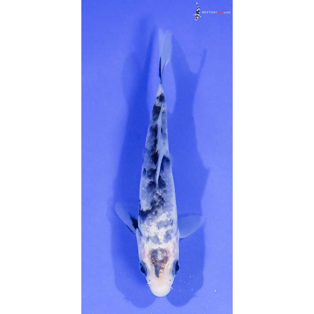 4” Imported Shiro Bekko