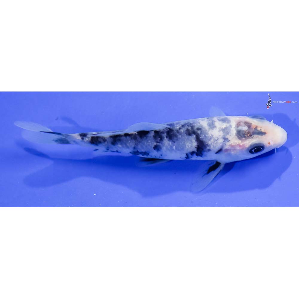 4” Imported Shiro Bekko