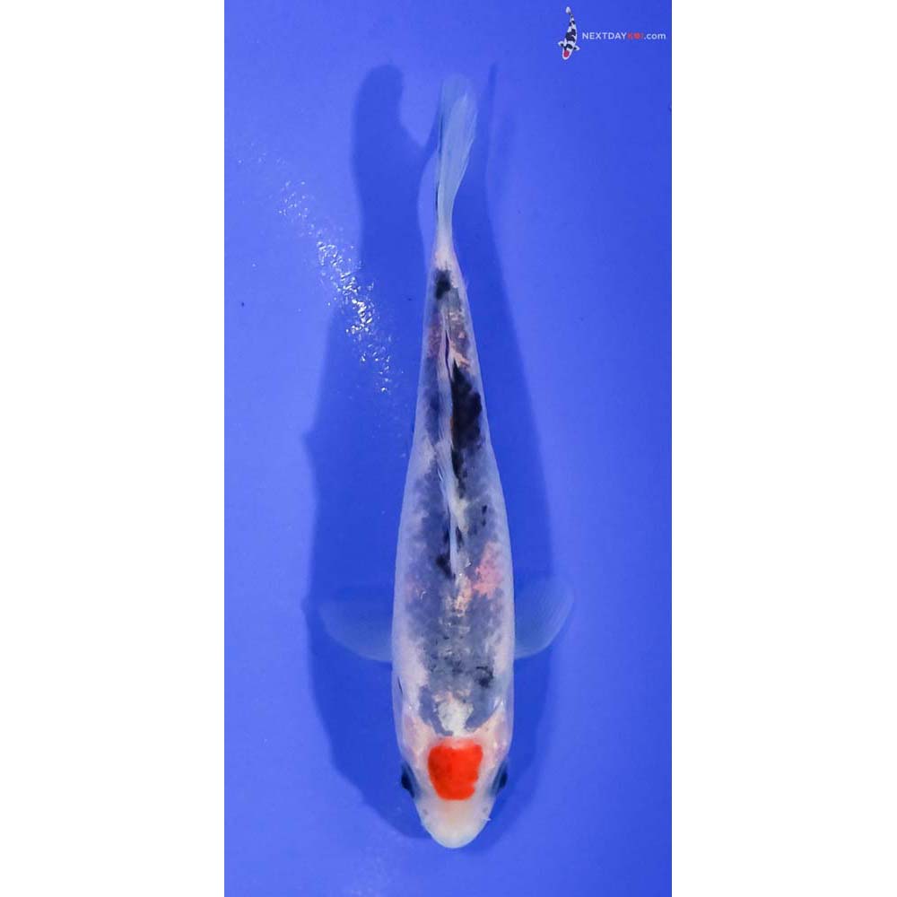 4.5” Imported Sanke