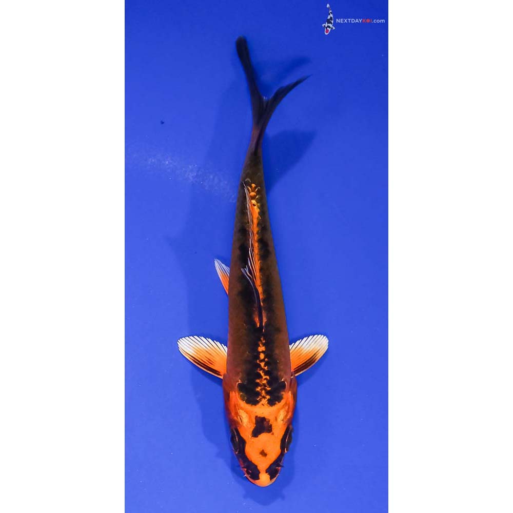 4.5” Imported Orenji Matsuba