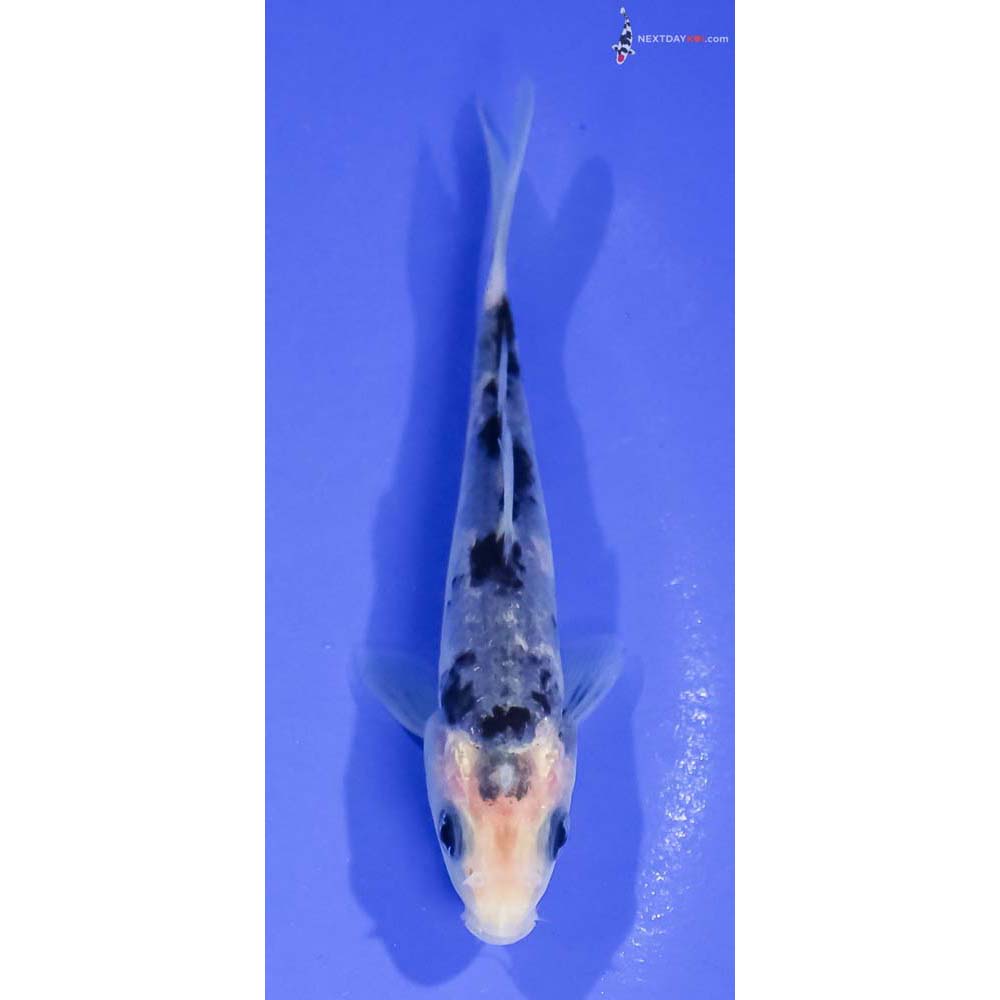 4” Imported Shiro Bekko