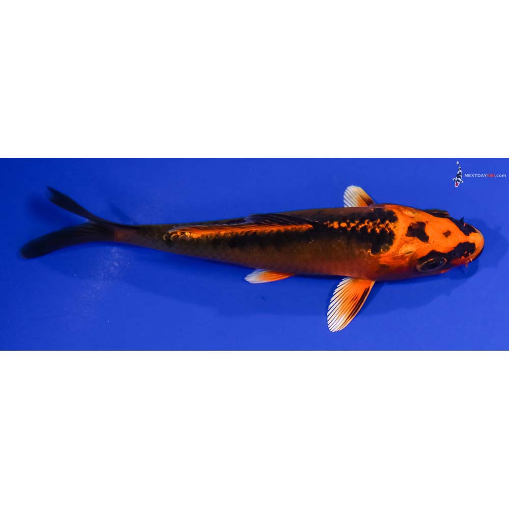 4.5” Imported Orenji Matsuba