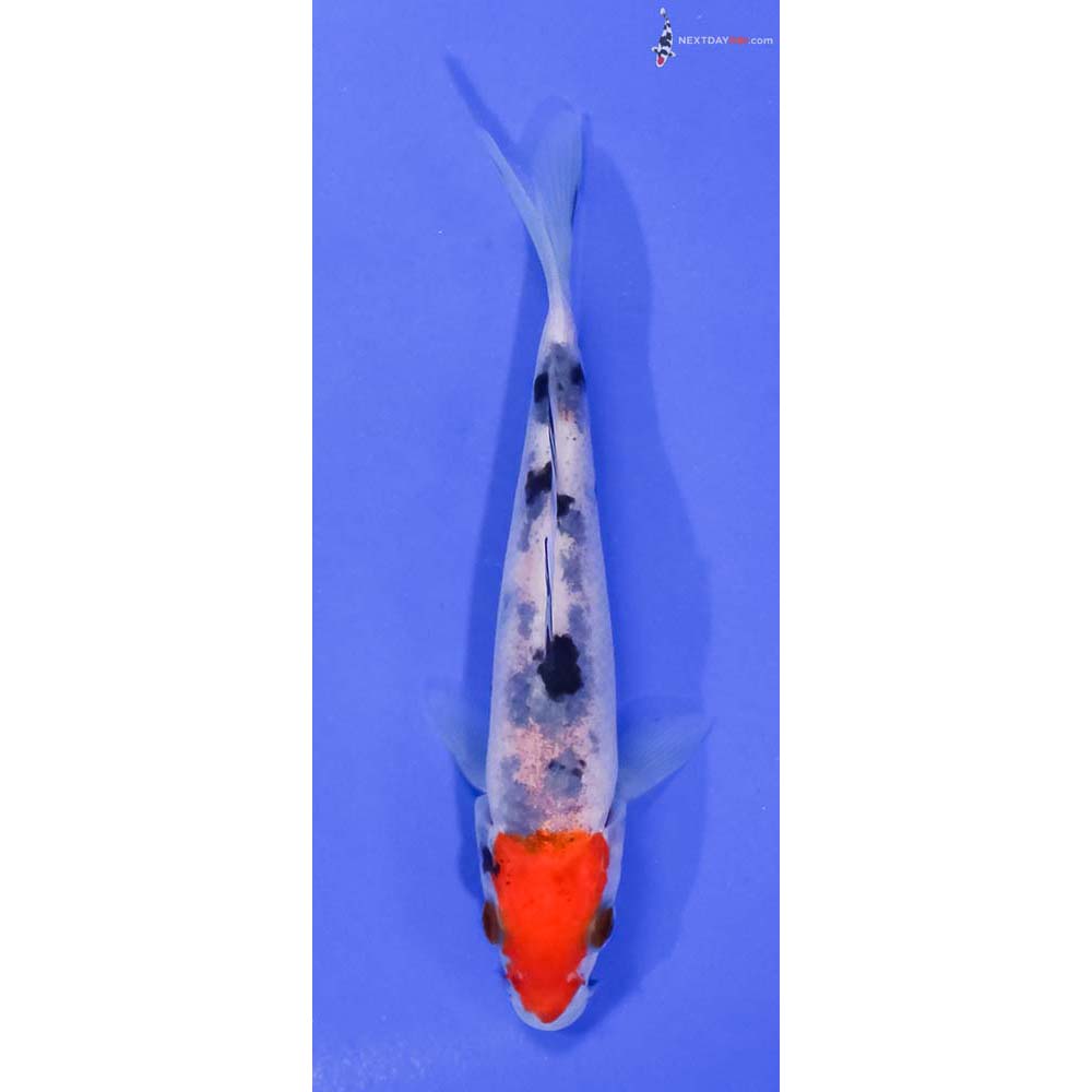 4.5” Imported Sanke