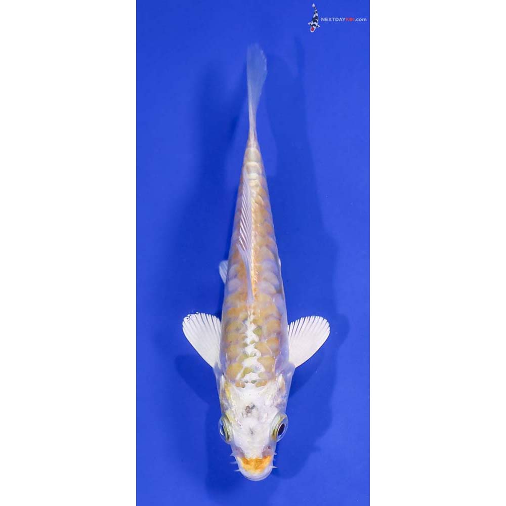 4.5” Imported Armor Scaled Lemon Hariwake