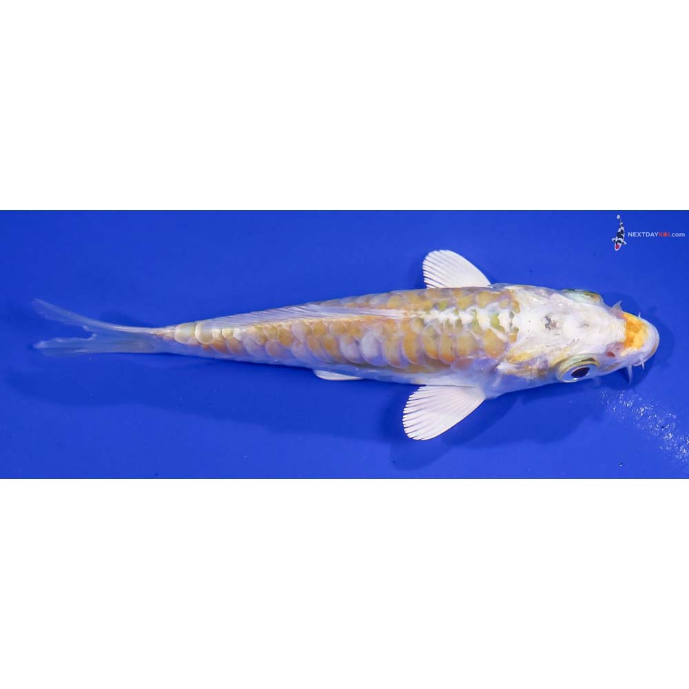 4.5” Imported Armor Scaled Lemon Hariwake