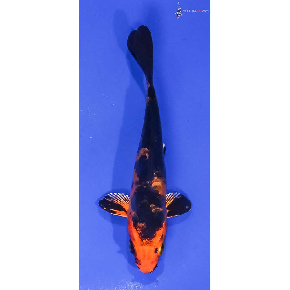 5” Imported Doitsu Kin Aka Bekko