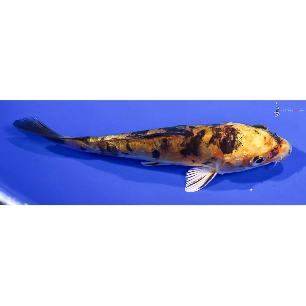 4” Imported Doitsu Kin Ki Bekko