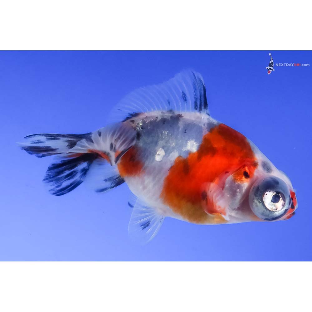 3” Imported Male Calico Telescope Fantail