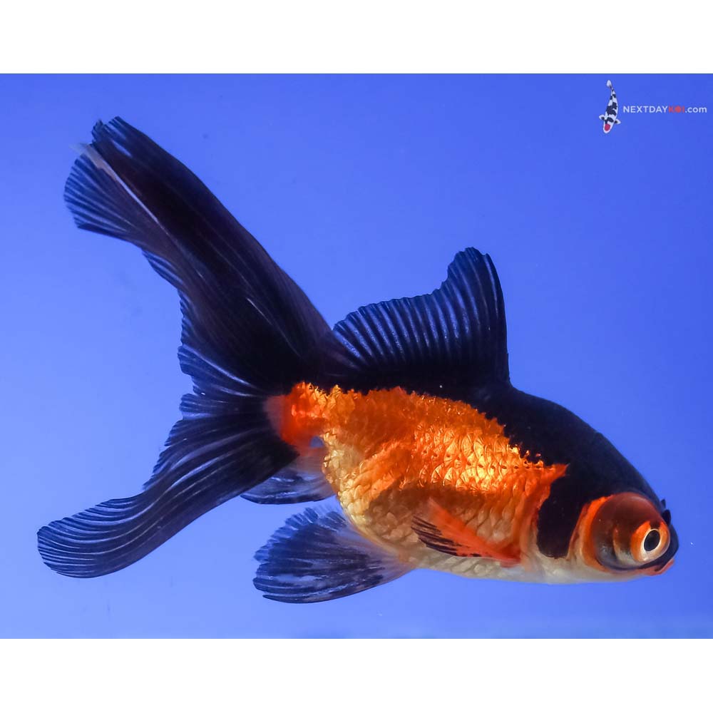 3” Imported Red and Black Telescope Fantail