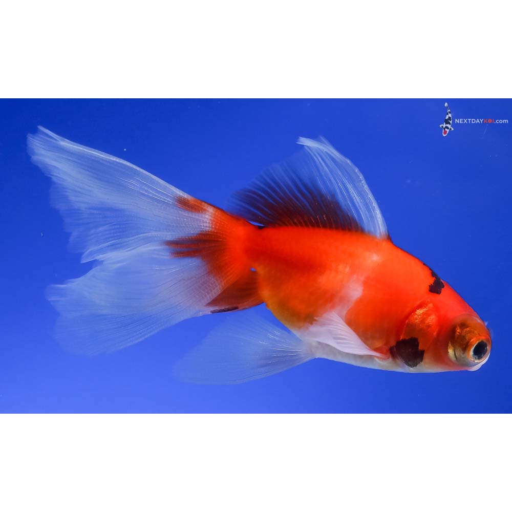 3.5” Imported Tri Color Telescope Fantail