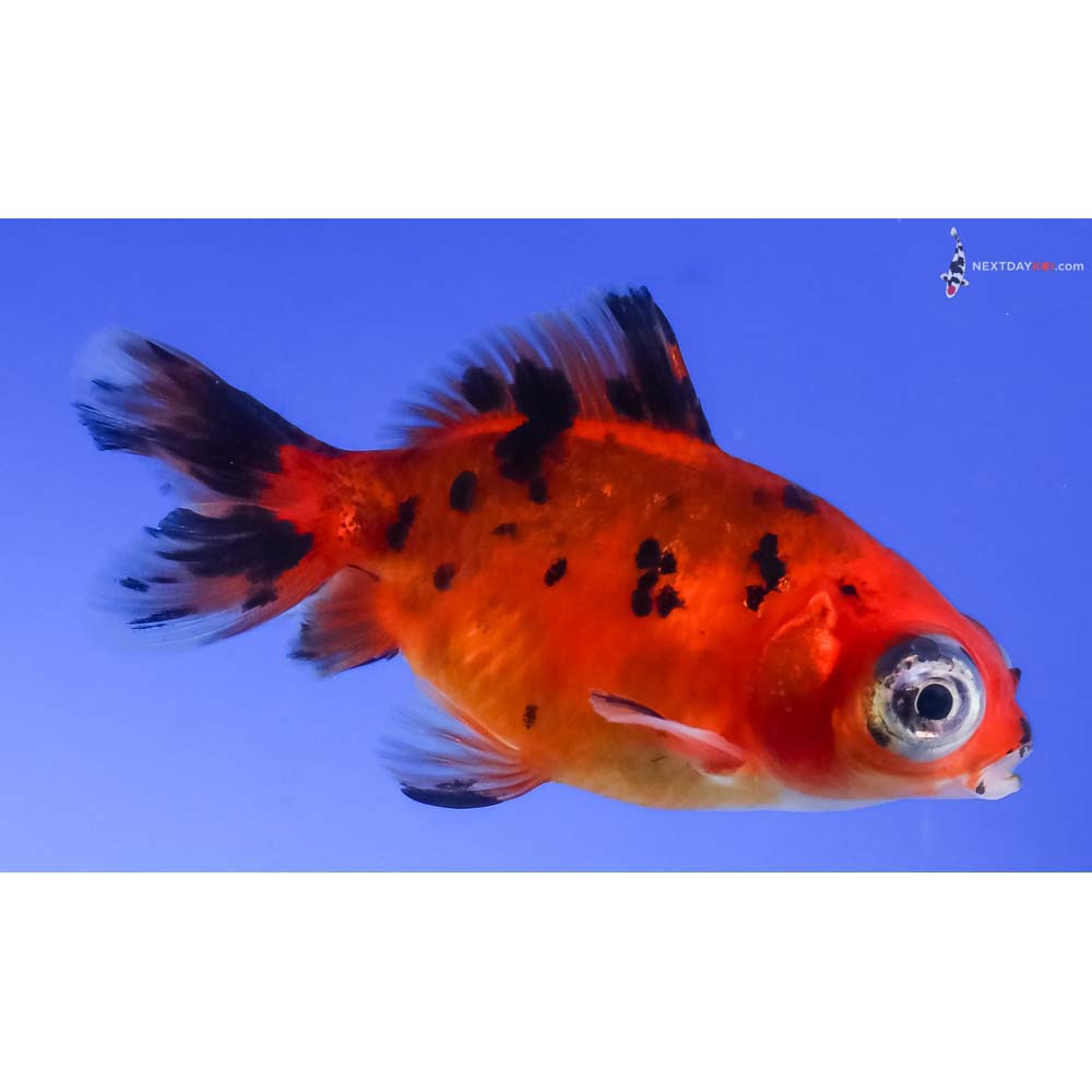 2.5” Imported Male Calico Telescope Fantail