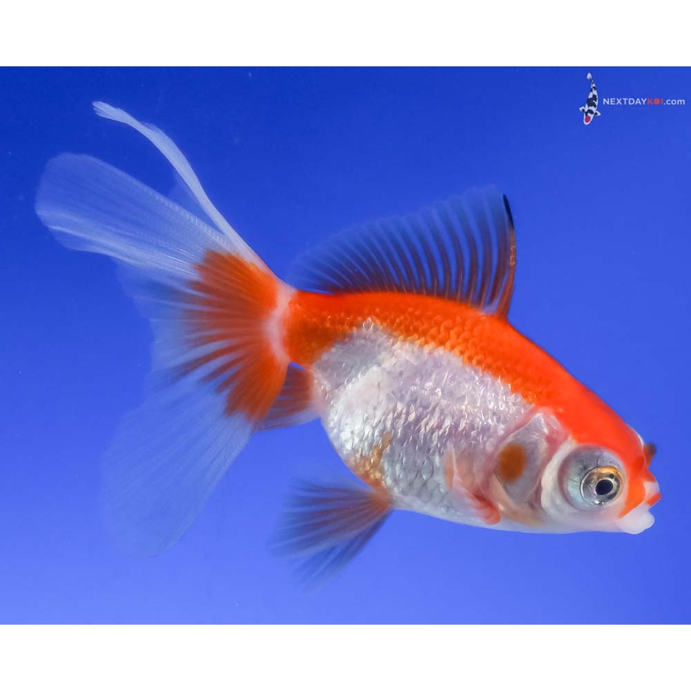 3” Imported Red and White Telescope Fantail