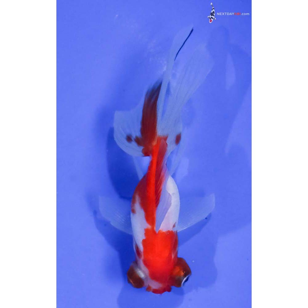 3” Imported Red and White Telescope Fantail