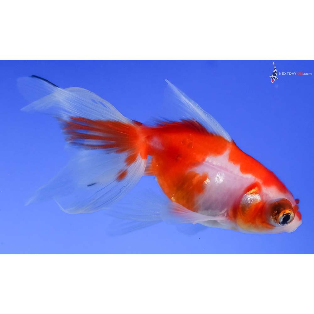 3” Imported Red and White Telescope Fantail