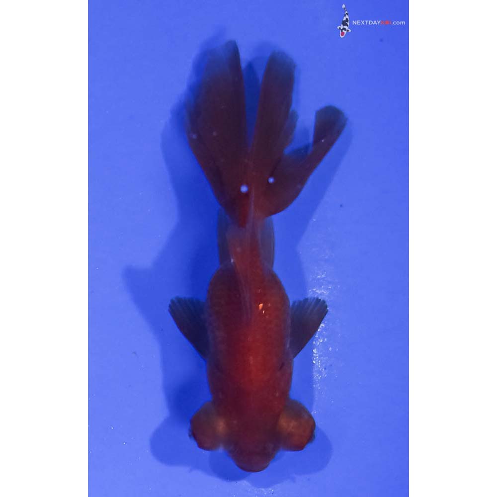 2.5” Imported Bronze Telescope Fantail