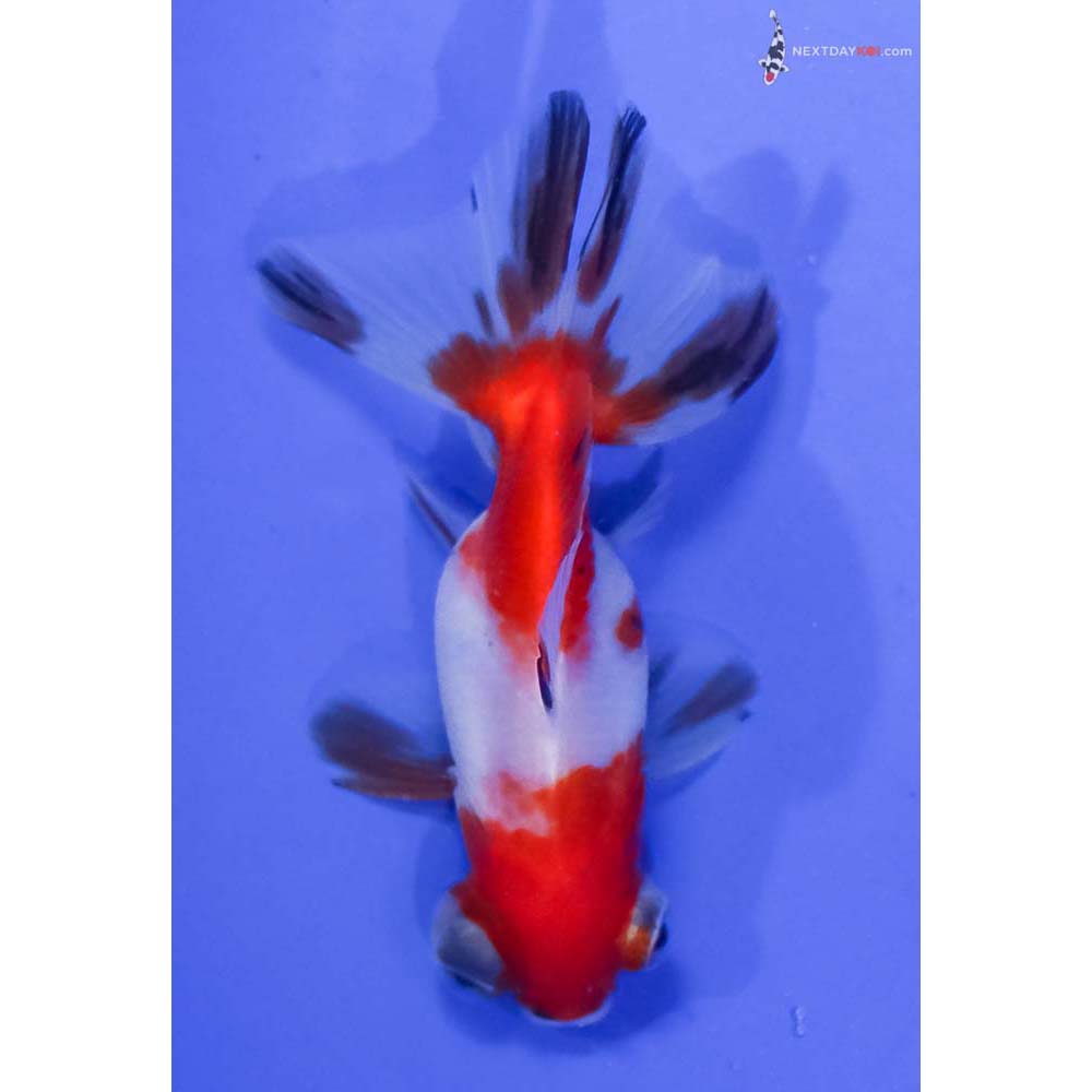 3” Imported Male Red and White Telescope Fantail