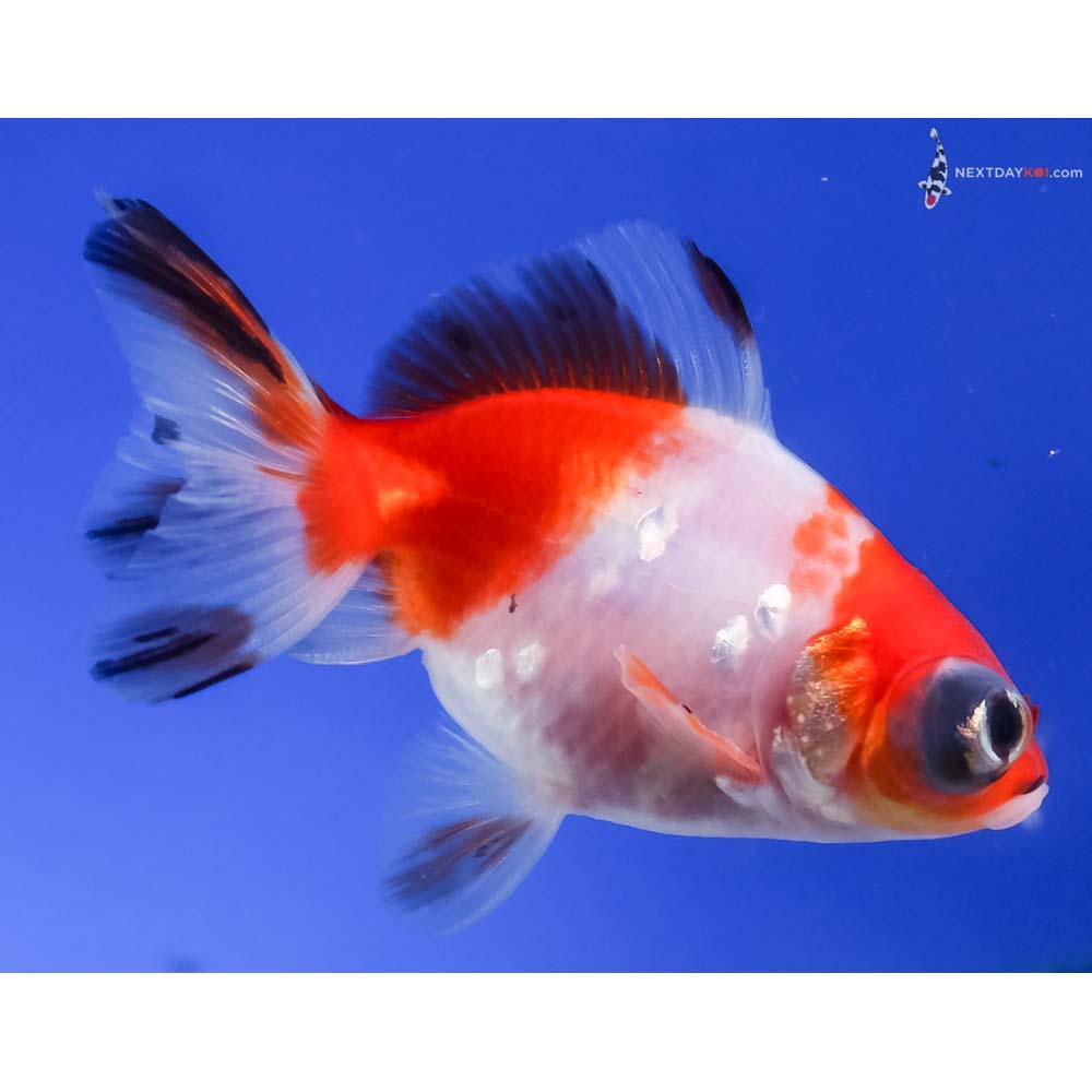 3” Imported Male Red and White Telescope Fantail