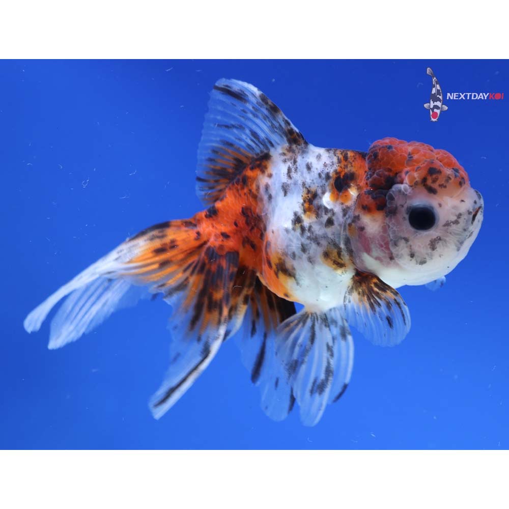4.5” Imported Calico Oranda